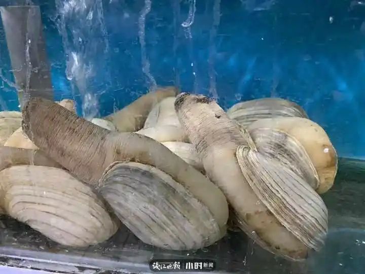 野生象拔蚌多少钱一斤
