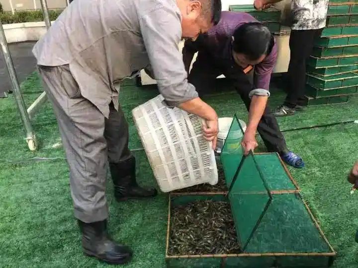 野生象拔蚌多少钱一斤