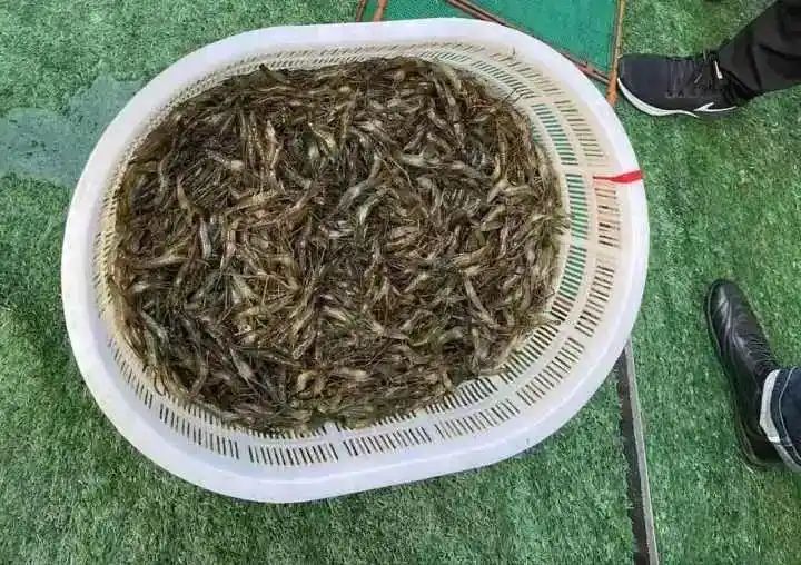 野生象拔蚌多少钱一斤