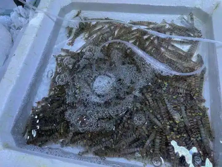 野生象拔蚌多少钱一斤