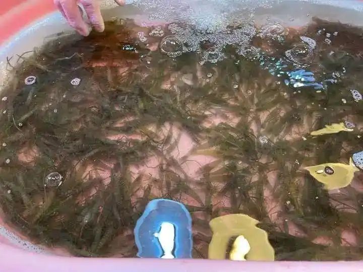 野生象拔蚌多少钱一斤