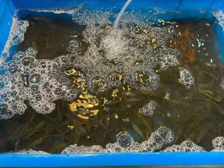 野生象拔蚌多少钱一斤