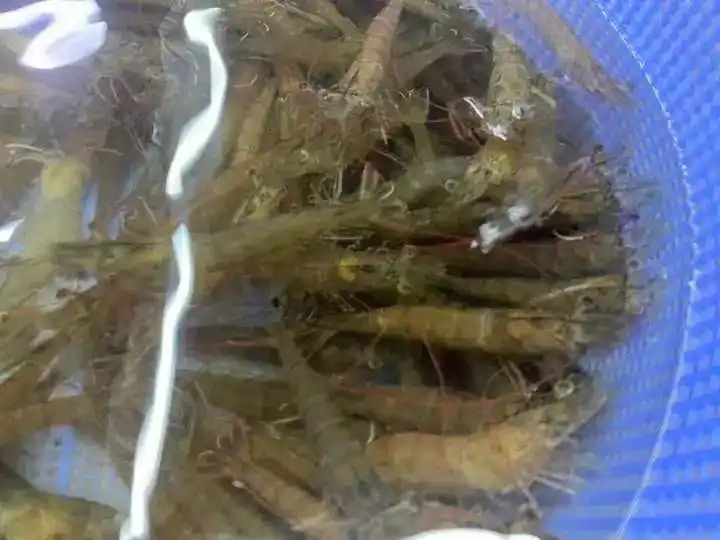野生象拔蚌多少钱一斤