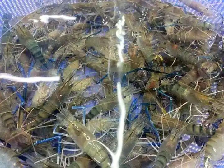 野生象拔蚌多少钱一斤