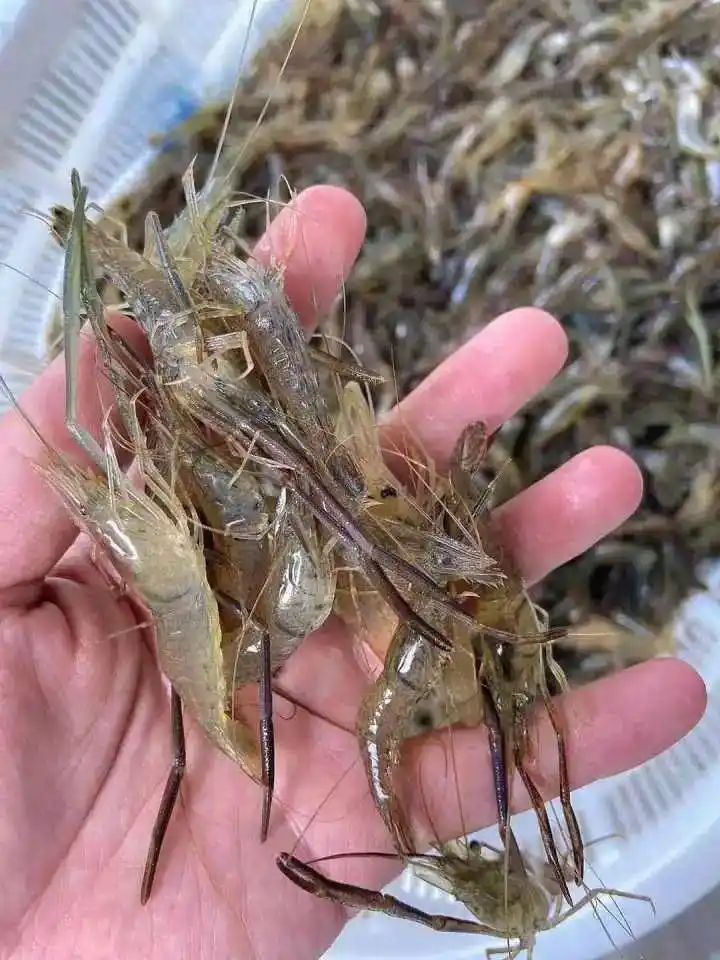 野生象拔蚌多少钱一斤