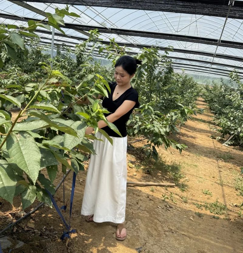 美国车厘子种植技术