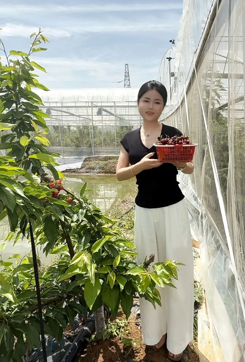 美国车厘子种植技术