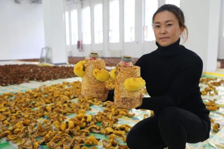 桑黄种植技术视频