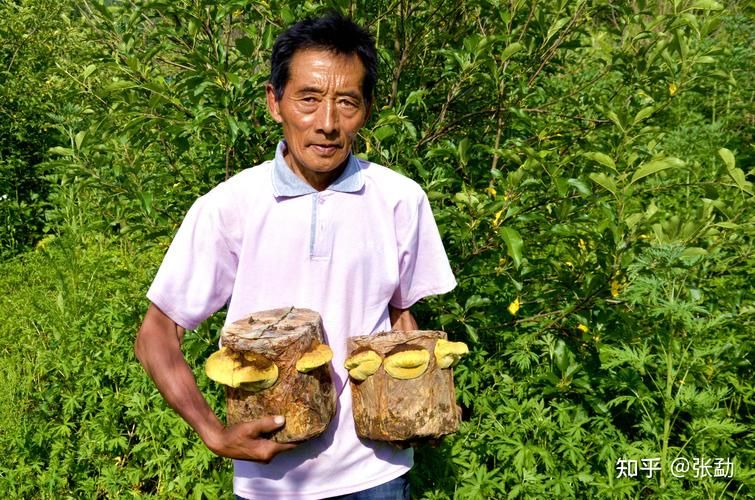 桑黄种植技术视频