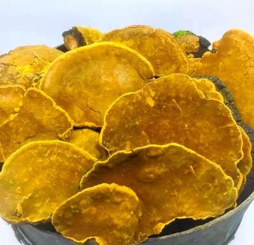 桑黄种植技术视频