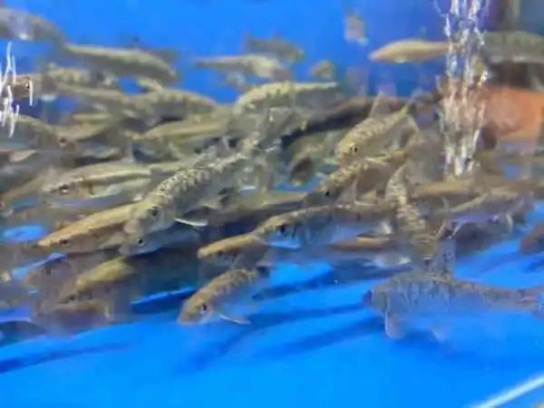 野生象拔蚌多少钱一斤