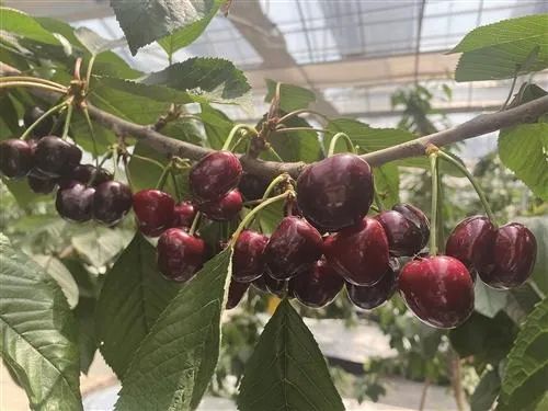 美国车厘子种植技术