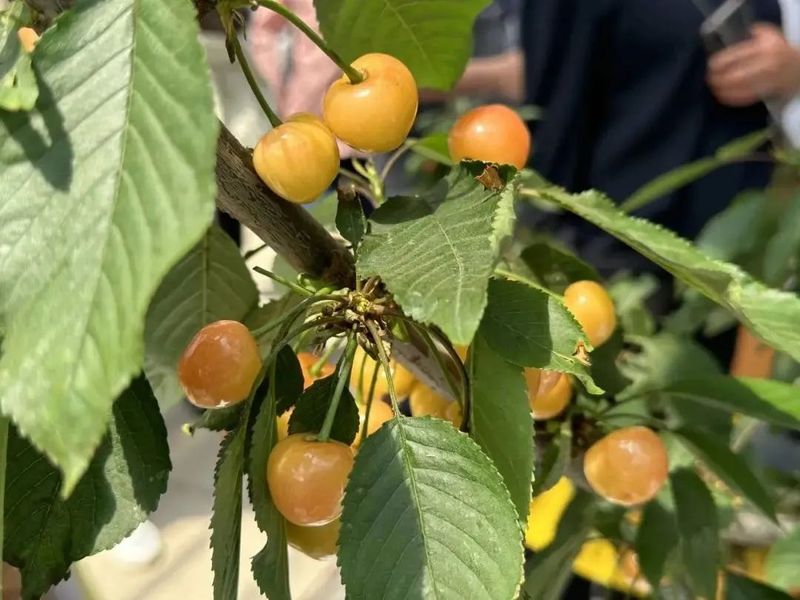 美国车厘子种植技术