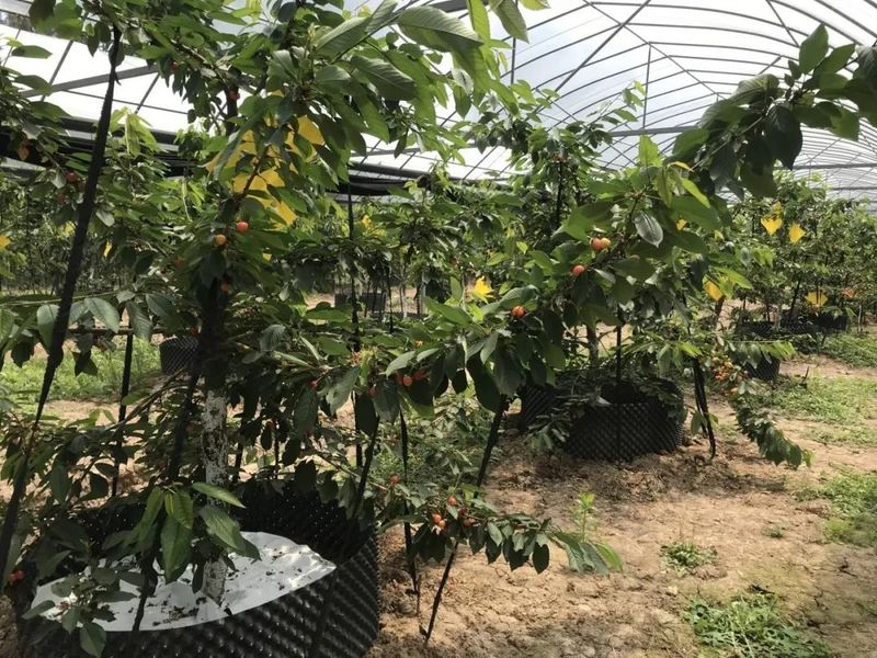 美国车厘子种植技术