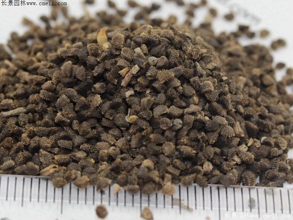 大花飞燕草种子播种一平方要多少克？