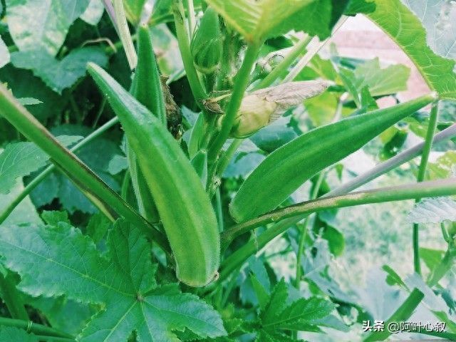 六月种秋葵别瞎忙活!选种泡芽这几步做错,小苗出不齐