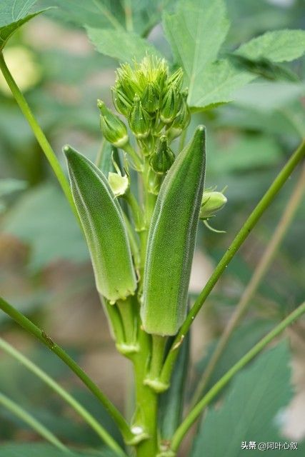 红秋葵种植技术