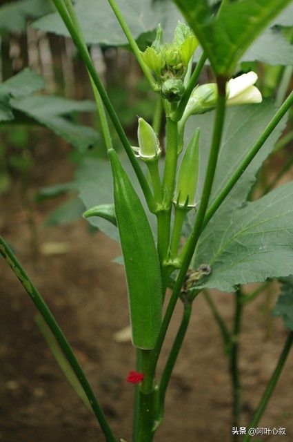 红秋葵种植技术