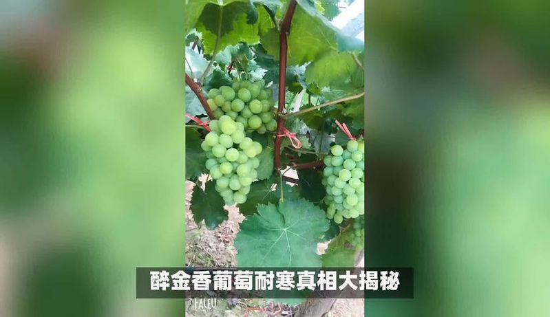 一种醉金香葡萄种植方法