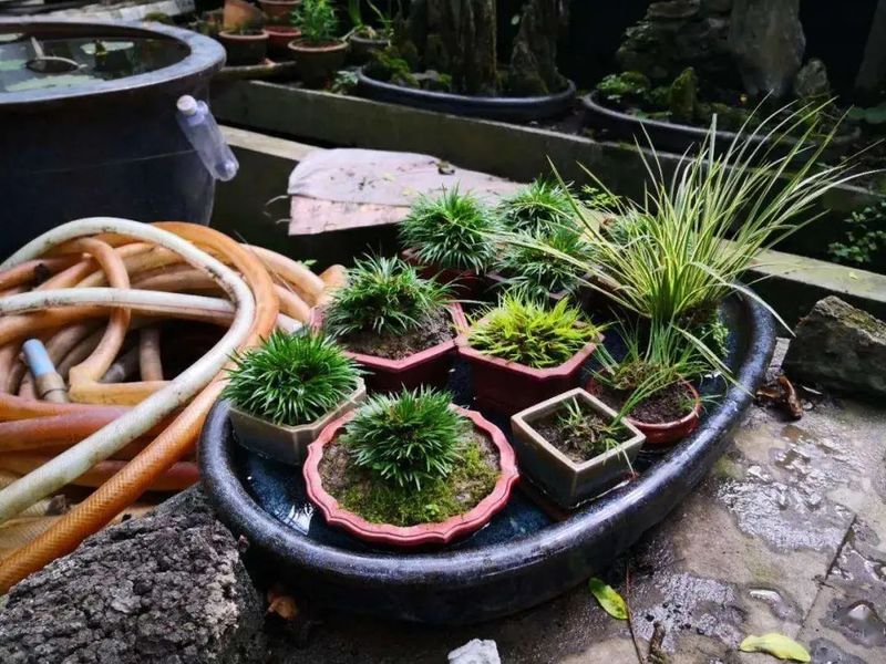 卷柏种植方法