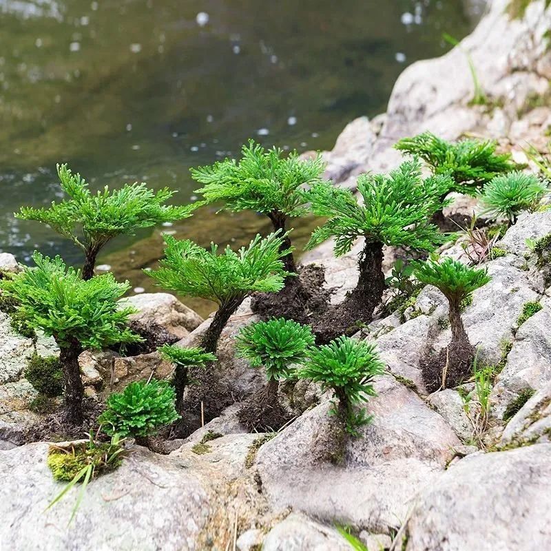 卷柏种植方法