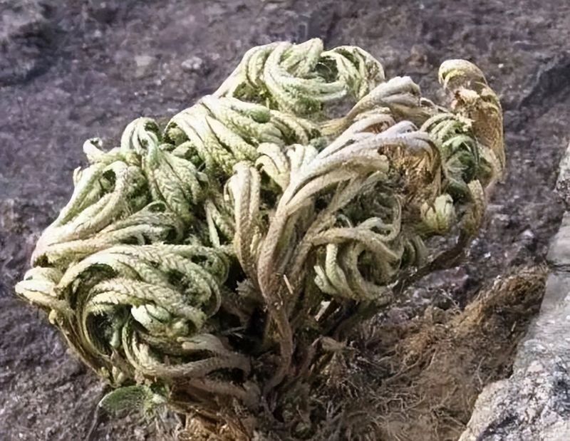卷柏种植方法