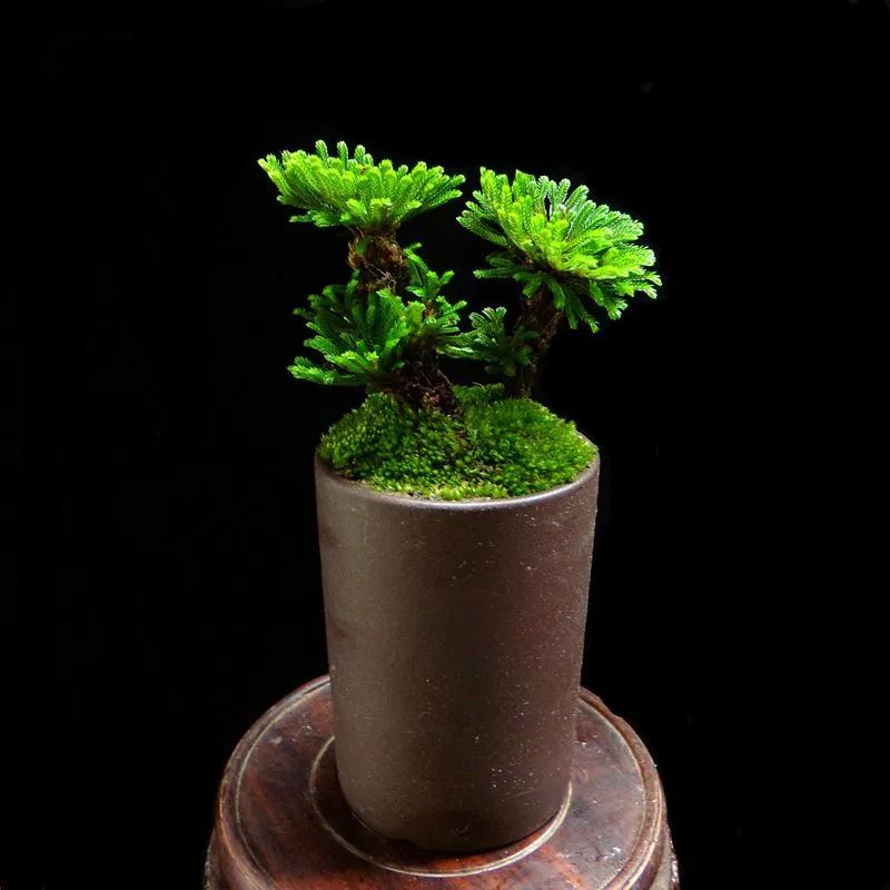卷柏种植方法