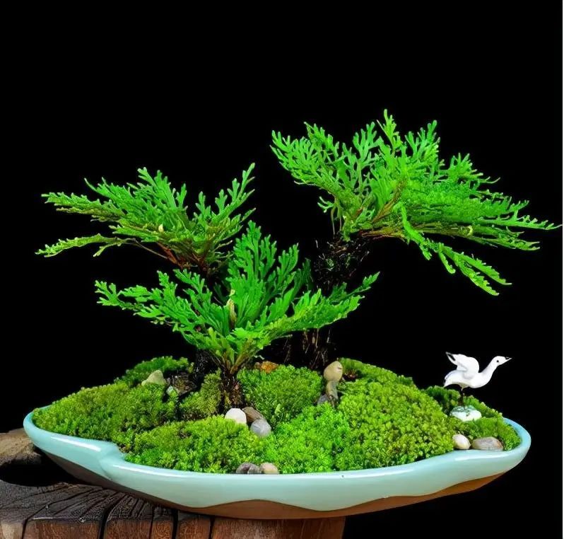 卷柏种植方法