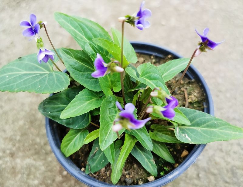 卷柏种植方法