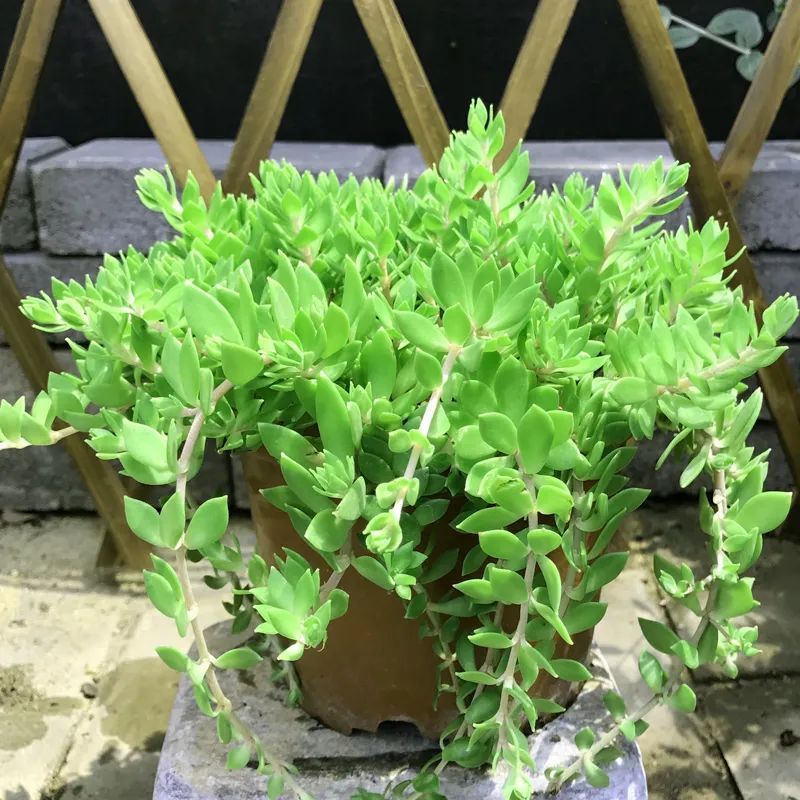 卷柏种植方法