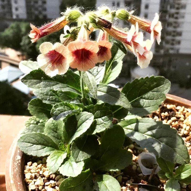 卷柏种植方法