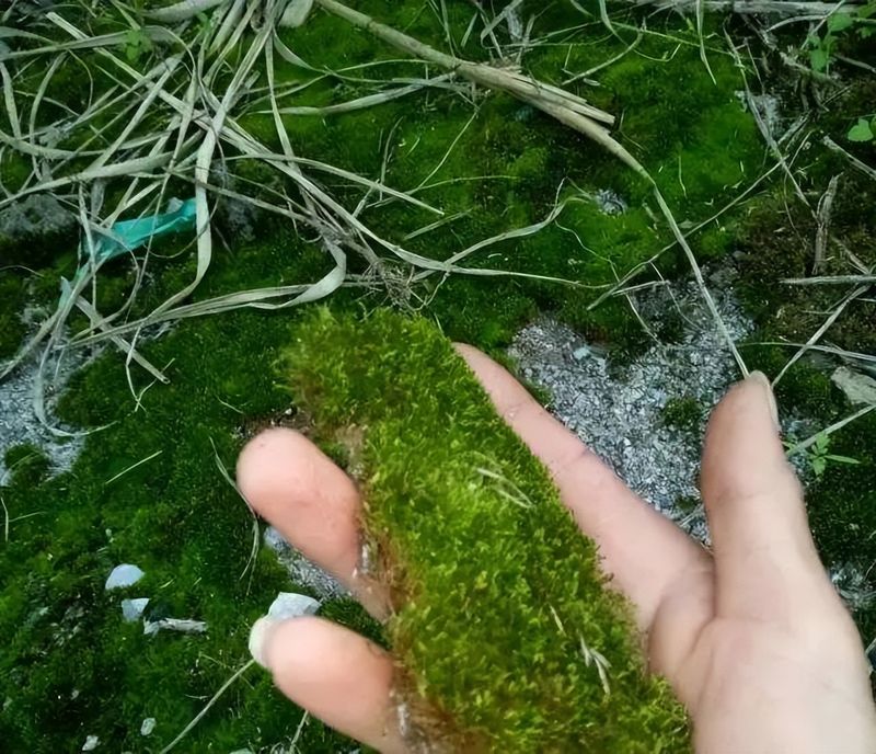 卷柏种植方法