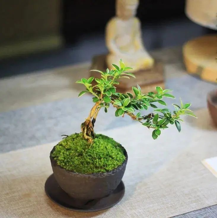 卷柏种植方法