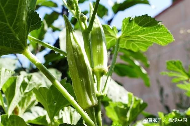 红秋葵种植技术