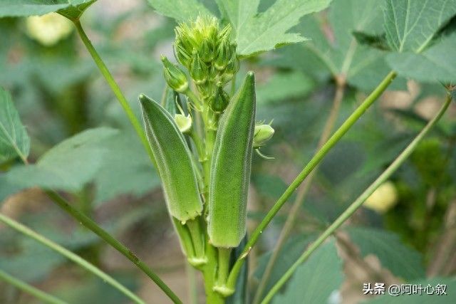 红秋葵种植技术