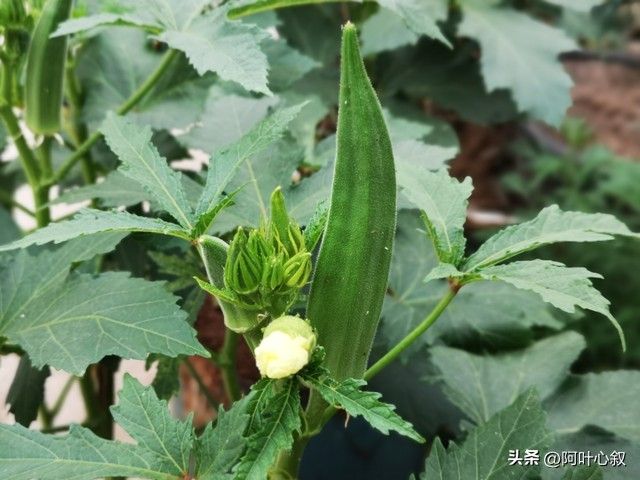 红秋葵种植技术