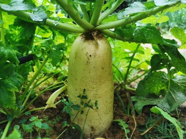 萝卜苗的种植方法