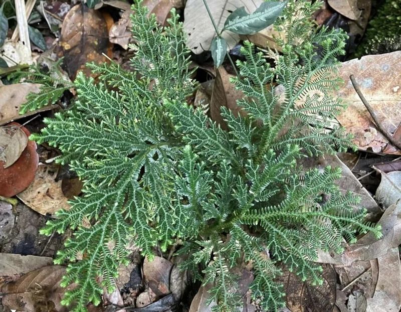 卷柏种植方法