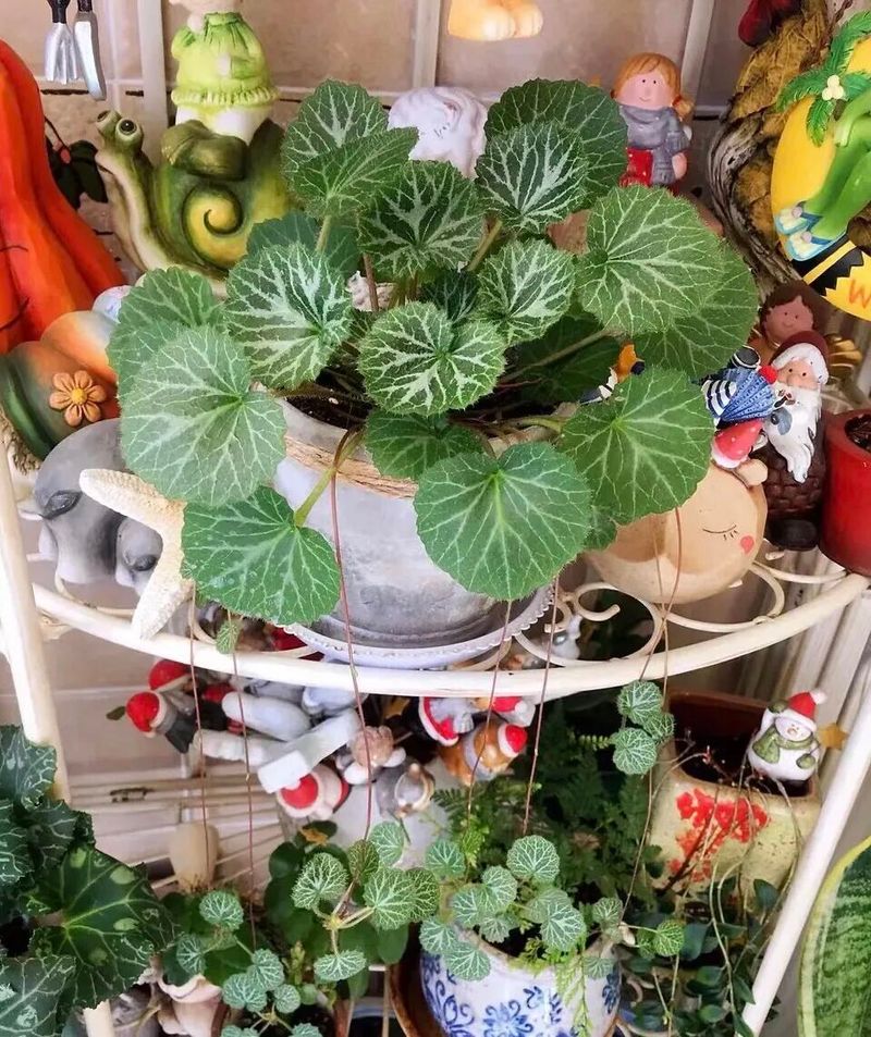 卷柏种植方法