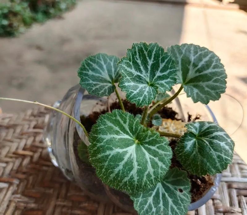 卷柏种植方法