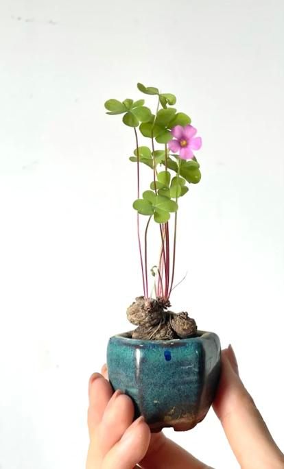 卷柏种植方法
