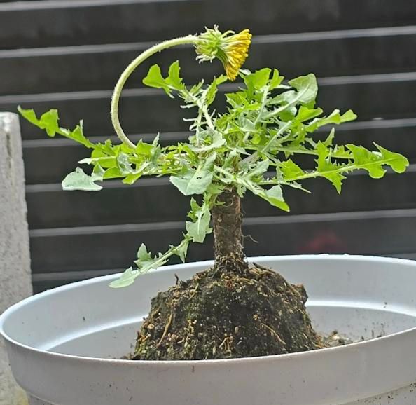 卷柏种植方法