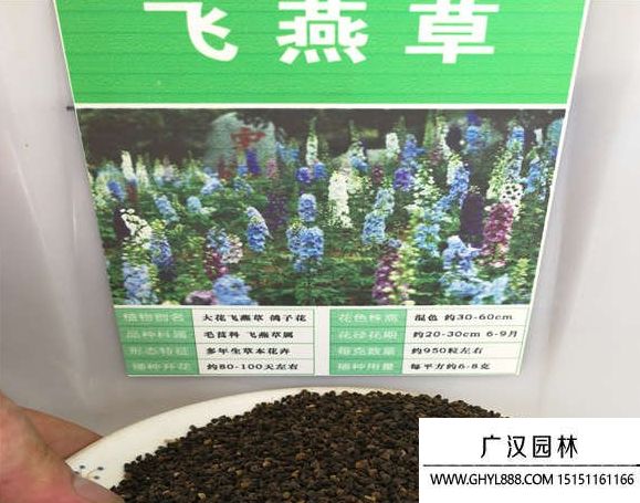 飞燕草种子种植方法