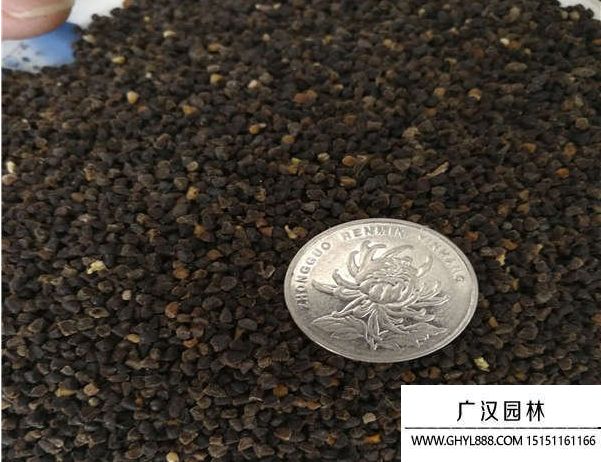 飞燕草种子种植方法