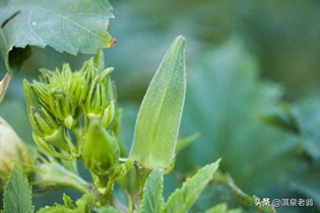 红秋葵种植技术