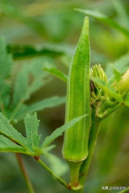红秋葵种植技术