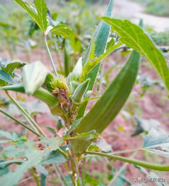 红秋葵种植技术