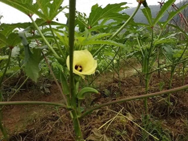 红秋葵种植技术
