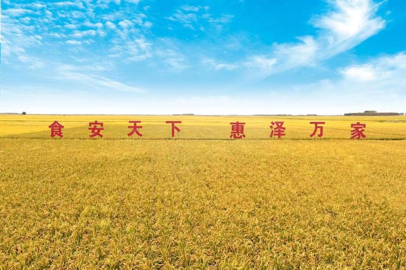 水稻的种植方法