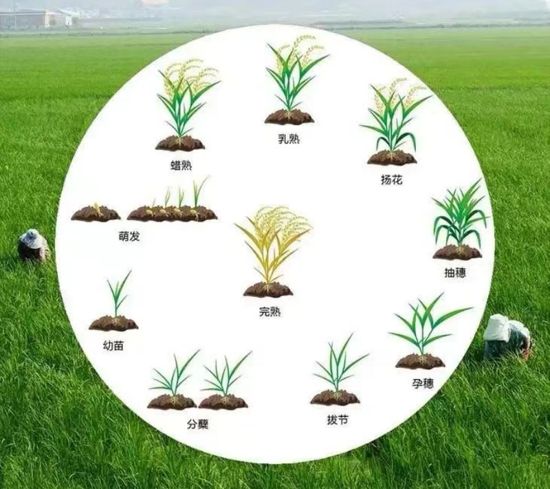 水稻的种植方法